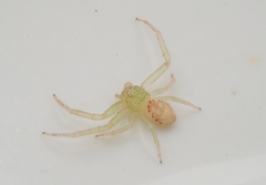 Massuria