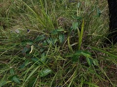 Leichhardtia rostrata