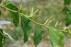 Bauhinia forficata