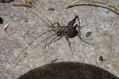 Pleioplectron simplex