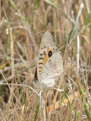 Junonia villida