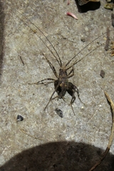 Pleioplectron simplex