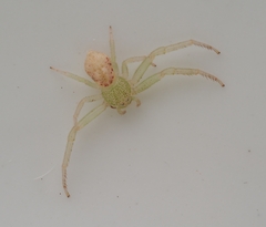 Massuria