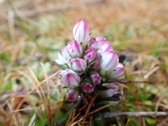 Gentianella antarctica