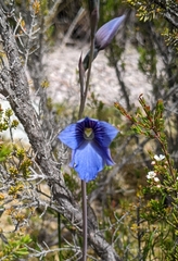 Thelymitra cyanea