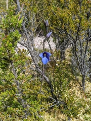 Thelymitra cyanea