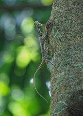 Draco quinquefasciatus