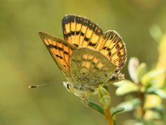 Lycaena