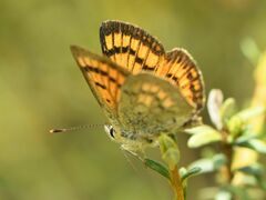 Lycaena