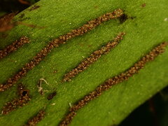 Antrophyum formosanum