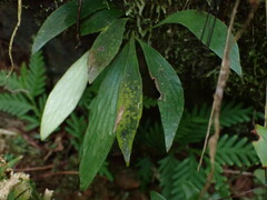 Antrophyum formosanum