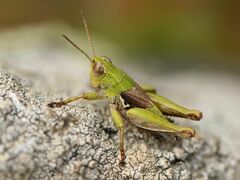 Phaulacridium marginale