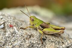 Phaulacridium marginale