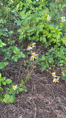 Bidens pilosa