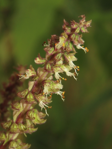 Image of Ocimum gratissimum by (c) chiuluan, some rights reserved (CC BY)