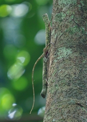 Draco quinquefasciatus