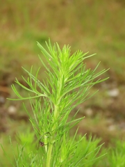 Artemisia capillaris