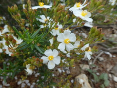 Cistus clusii