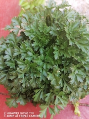 Petroselinum crispum