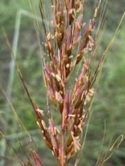 Sorghum plumosum