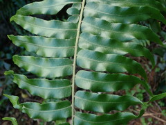 Nephrolepis pseudobiserrata