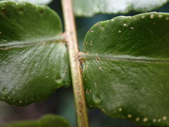 Nephrolepis pseudobiserrata