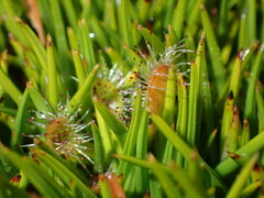Oreobolus pectinatus