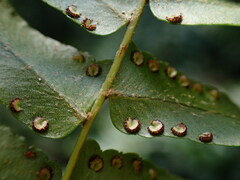 Nephrolepis pseudobiserrata
