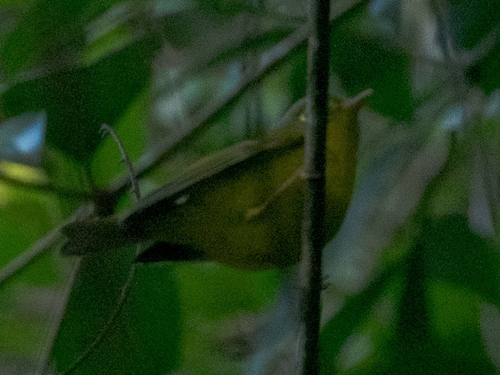 White-spectacled Warbler (Phylloscopus intermedius), photo 3