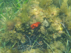 Uniophora granifera