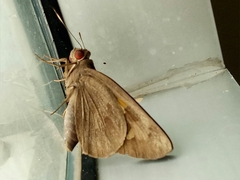 Erionota thrax
