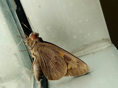 Erionota thrax