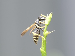 Polistes chinensis