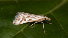 Sedenia rupalis