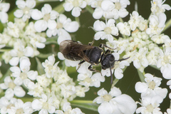 Hylaeus