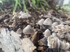 Mycena