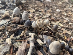 Mycena