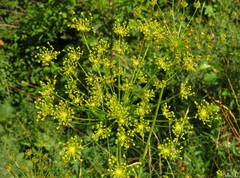 Peucedanum officinale