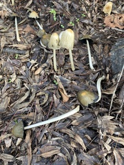 Psathyrellaceae