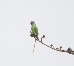 Psittacula himalayana