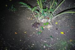 Leptodactylus savagei