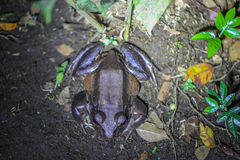 Leptodactylus savagei