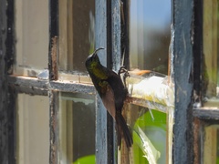 Nectarinia kilimensis