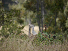 Ardeotis australis