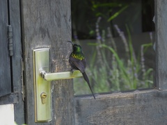 Nectarinia kilimensis