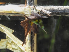 Nectarinia kilimensis