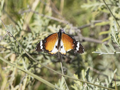 Danaus chrysippus alcippus