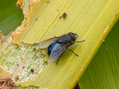 Calliphora quadrimaculata