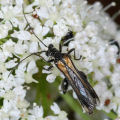 Oedemera pthysica