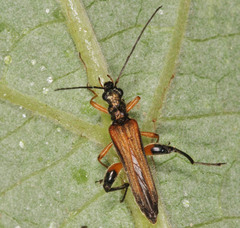 Oedemera podagrariae